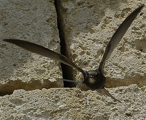 Common Swift