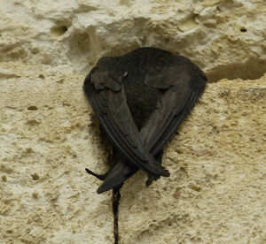 Common Swift