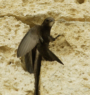 Common Swift