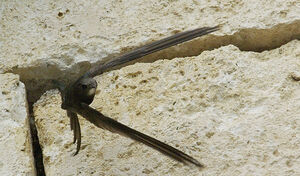 Common Swift