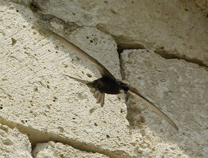 Common Swift