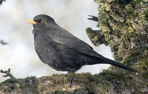 Common Blackbird