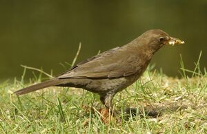 Common Blackbird