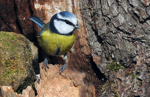 Eurasian Blue Tit 
&copy; Yann Cambon
