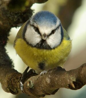 Eurasian Blue Tit 
&copy; Yann Cambon