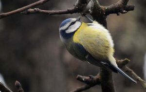 Eurasian Blue Tit 
&copy; Yann Cambon