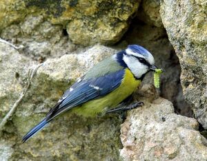 Eurasian Blue Tit 
&copy; Yann Cambon