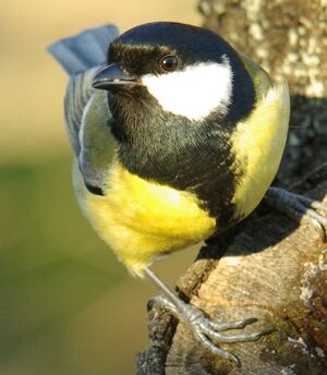 Great Tit