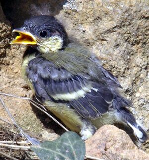 Great Tit