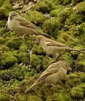 House Sparrow