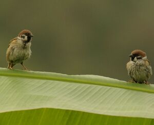 Moineau friquet 
&copy; Yann Cambon