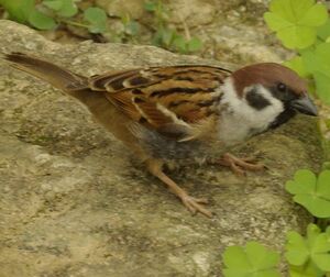 Moineau friquet 
&copy; Yann Cambon