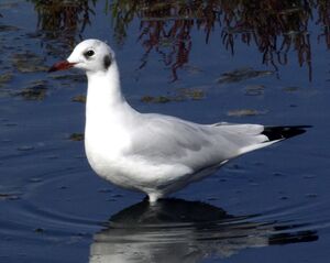 Black-headed Gull 
&copy; Yann Cambon