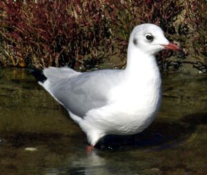 Black-headed Gull 
&copy; Yann Cambon