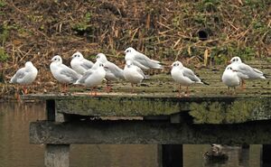 Black-headed Gull 
&copy; Yann Cambon