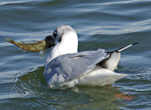 Black-headed Gull 
&copy; Yann Cambon
