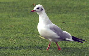 Black-headed Gull 
&copy; Yann Cambon