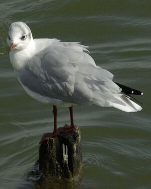 Black-headed Gull 
&copy; Yann Cambon