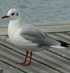 Black-headed Gull 
&copy; Yann Cambon