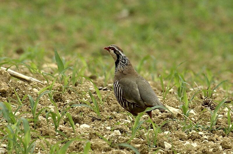 Red-legged Partridge, song