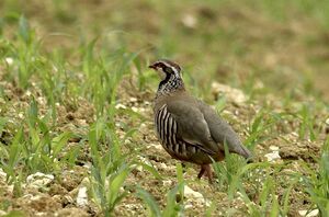 Red-legged Partridge 
&copy; Yann Cambon