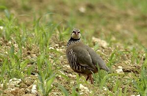 Red-legged Partridge 
&copy; Yann Cambon