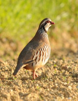 Red-legged Partridge 
&copy; Yann Cambon