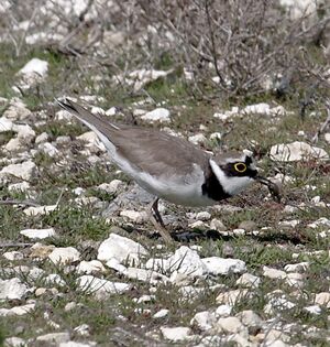 Little Ringed Plover