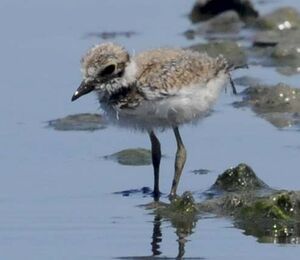 Little Ringed Plover