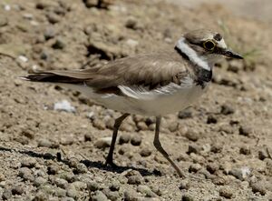 Little Ringed Plover