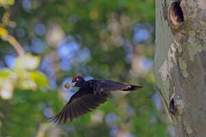 Black Woodpecker 
&copy; Yann Cambon