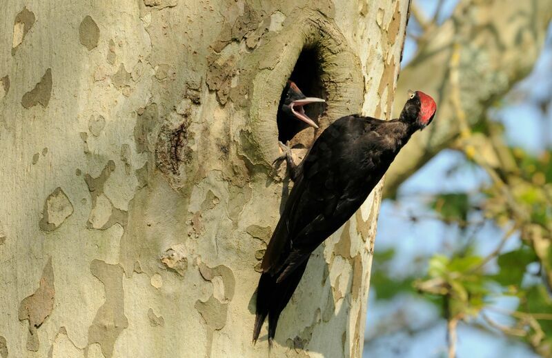 Black Woodpecker male adult breeding