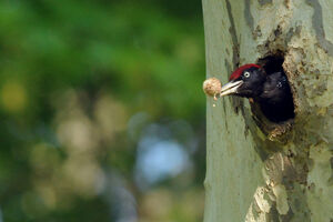 Black Woodpecker 
&copy; Yann Cambon