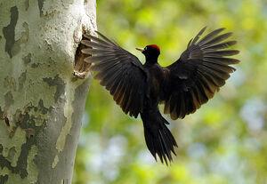 Black Woodpecker 
&copy; Yann Cambon