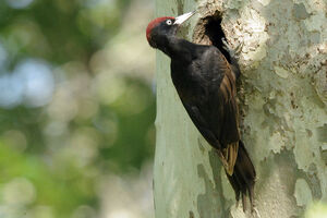 Black Woodpecker 
&copy; Yann Cambon
