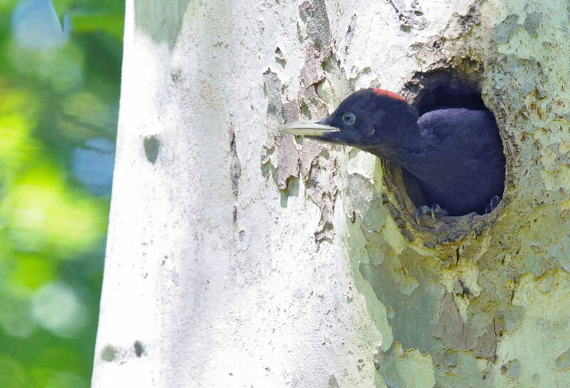 Black Woodpeckerjuvenile