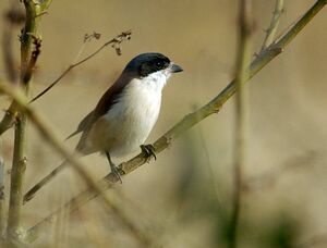 Pie-gri�che � dos marron