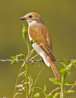 Red-backed Shrike 
&copy; Yann Cambon