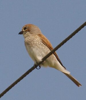 Red-backed Shrike 
&copy; Yann Cambon