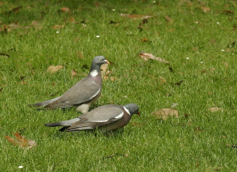 Common Wood Pigeon male adult breeding