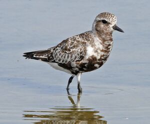 Grey Plover 
&copy; Yann Cambon