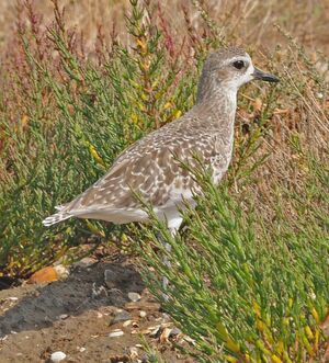 Grey Plover 
&copy; Yann Cambon
