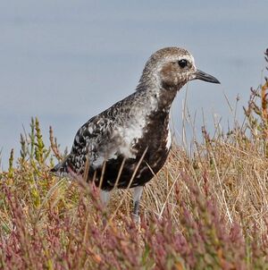 Grey Plover 
&copy; Yann Cambon