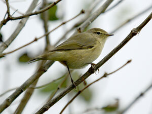 Common Chiffchaff 
&copy; Yann Cambon