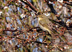 Common Chiffchaff 
&copy; Yann Cambon