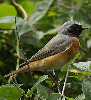 Common Redstart