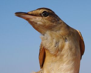 Great Reed Warbler 
&copy; Yann Cambon