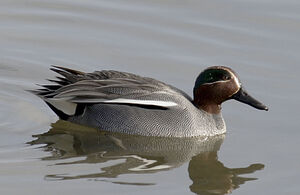 Eurasian Teal 
&copy; Yann Cambon