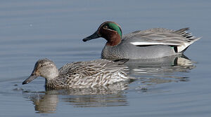 Eurasian Teal 
&copy; Yann Cambon