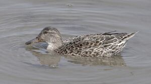 Eurasian Teal 
&copy; Yann Cambon